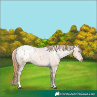 Horse Color:White Spotted Brown Pearl Dun Tobiano Appaloosa 