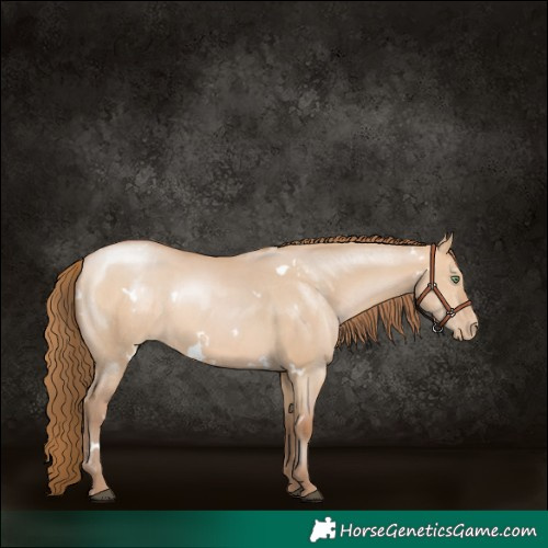 Horse Color:White Spotted Brown Pearl Dun Rabicano 