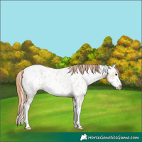 Horse Color:White Spotted Grullo Pearl Sabino Splash Near Leopard Rabicano 