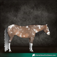 Horse Color:White Spotted Brown Dun Splash 