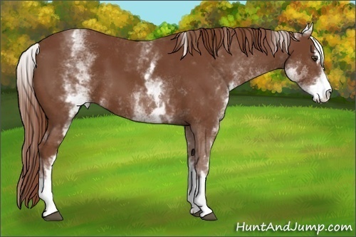 Horse Color:White Spotted Chestnut Sabino 