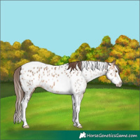 Horse Color:Brown Dun Sabino Splash Tobiano Appaloosa Rabicano