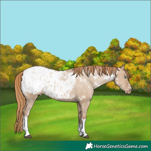 Horse Color:White Spotted Grullo Pearl Tobiano Appaloosa Rabicano