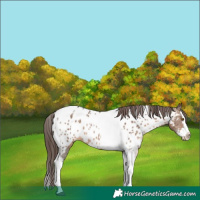 Horse Color:Brown Dun Sabino Splash Tobiano Near Leopard Rabicano 