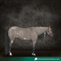 Horse Color:White Spotted Grullo Sabino Rabicano 