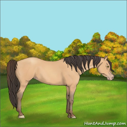 Horse Color:Amber Champagne