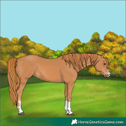Horse Color:Chestnut 