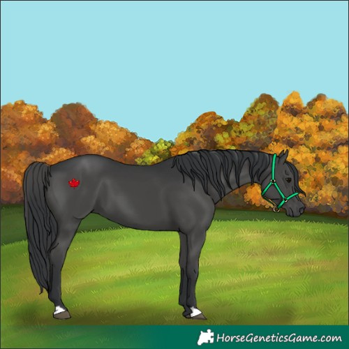 Horse Color:Black 