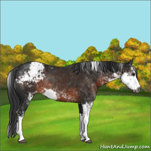 Horse Color:Gray Brown Sabino Appaloosa Rabicano 