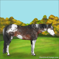 Horse Color:Gray Brown Sabino Appaloosa Rabicano 