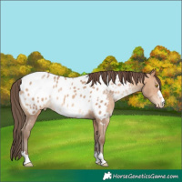 Horse Color:Amber Champagne Appaloosa