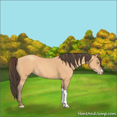 Horse Color:Amber Champagne
