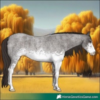 Horse Color:White Spotted Liver Red Roan 