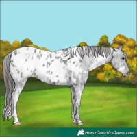 Horse Color:White Spotted Black Ice Blanket
