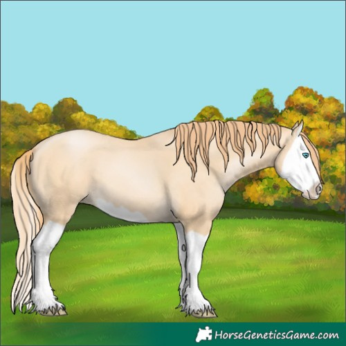 Horse Color:Buckskin Pearl Splash 