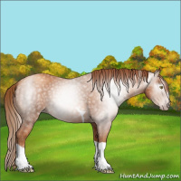Horse Color:Gray Gold Champagne Tobiano 