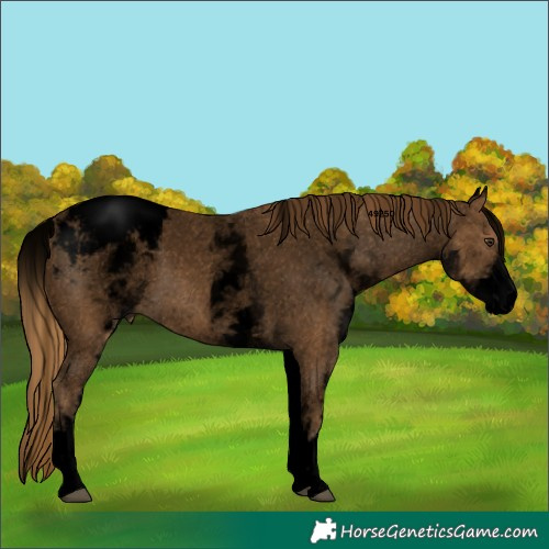 Horse Color:Void White Spotted Chestnut Snowcap 