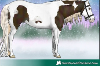 Horse Color:Midnight Palomino Splash Tobiano 