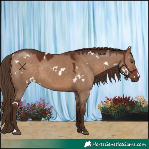 Horse Color:White Spotted Liver Red Dun 