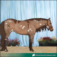 Horse Color:White Spotted Liver Red Dun 