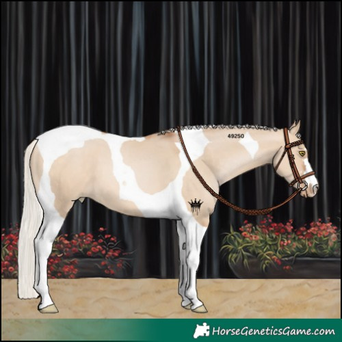 Horse Color:Silver Brown Pearl Dun Tobiano 