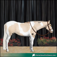 Horse Color:Silver Brown Pearl Dun Tobiano 