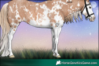 Horse Color:White Spotted Red Roan Splash