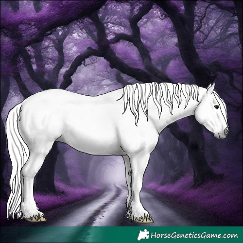 Horse Color:Gray Brown Ice Dun Appaloosa 