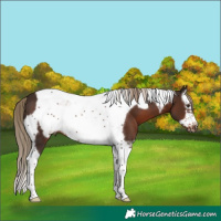 Horse Color:Liver Chestnut Splash Tobiano Frame