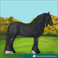Horse Color:Black 