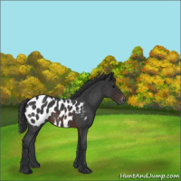 Horse Color:Brown Roan Appaloosa 