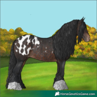 Horse Color:Brown Appaloosa Rabicano 