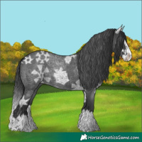 Horse Color:Blue Ice Roan Splash 