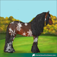 Horse Color:Bay Ice 