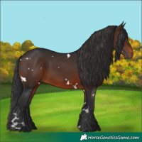 Horse Color:White Spotted Brown 