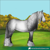 Horse Color:Gray Black Tobiano 