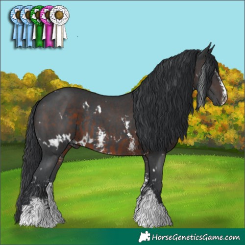 Horse Color:Black Sabino Rabicano  and White Spotted Brown Sabino 