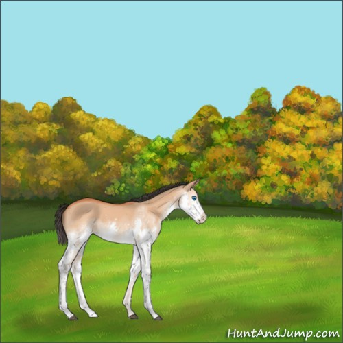 Horse Color:Bay Dun Splash