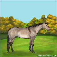 Horse Color:Brown Dun