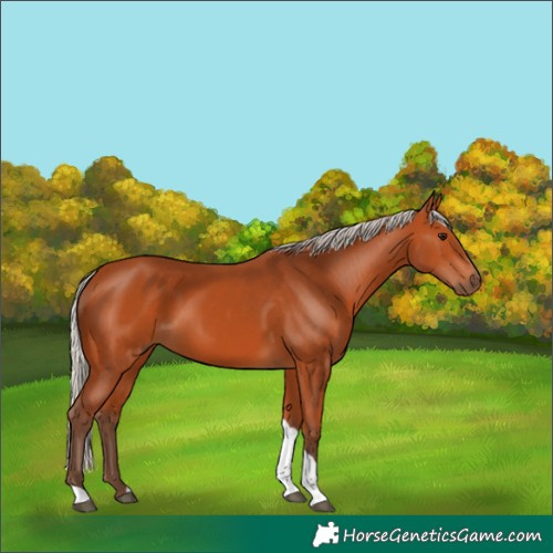 Horse Color:Silver Bay Tobiano 