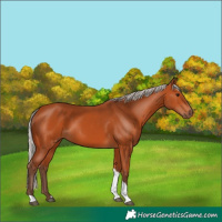 Horse Color:Silver Bay Tobiano