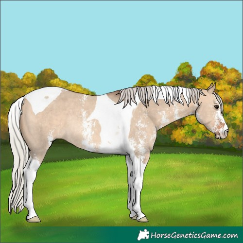 Horse Color:Silver Brown Dun Sabino Tobiano Rabicano