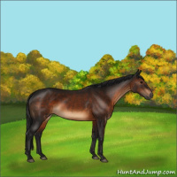 Horse Color:Gray Brown 