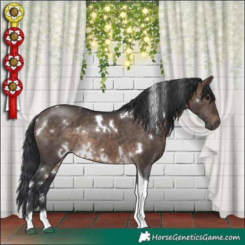 Horse Color:White Spotted Brown Dun Tobiano Rabicano