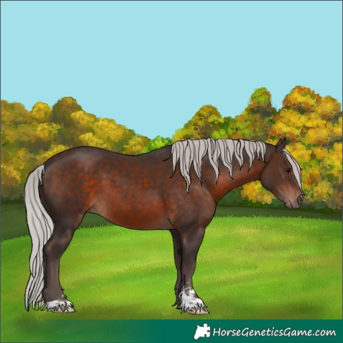 Horse Color:Silver Brown Sabino 