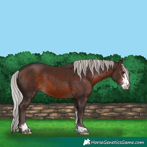 Horse Color:Silver Brown Sabino