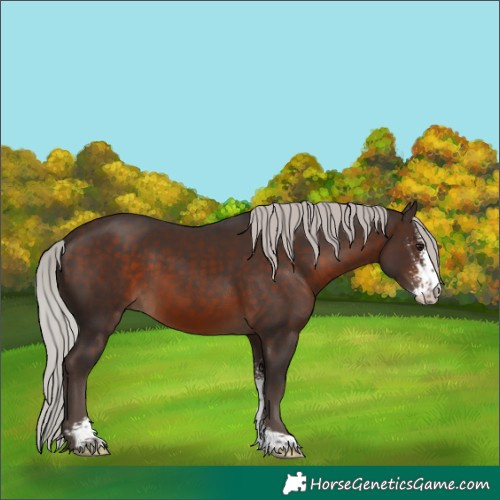 Horse Color:Silver Brown Sabino 