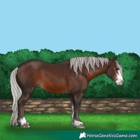 Horse Color:Silver Brown Sabino