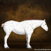 Horse Color:Red Roan Tobiano Leopard 