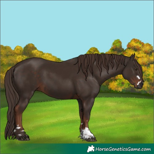 Horse Color:Liver Chestnut  and Liver Chestnut 